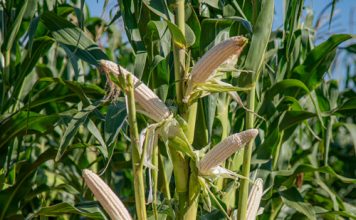Aanpasbaarheid van kultivars: benader risiko en opbrengspotensiaal strategies