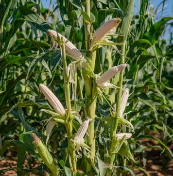 Aanpasbaarheid van kultivars: benader risiko en opbrengspotensiaal strategies