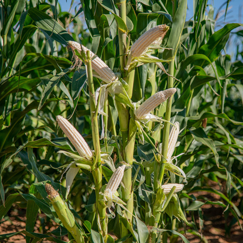 Aanpasbaarheid van kultivars: benader risiko en opbrengspotensiaal strategies