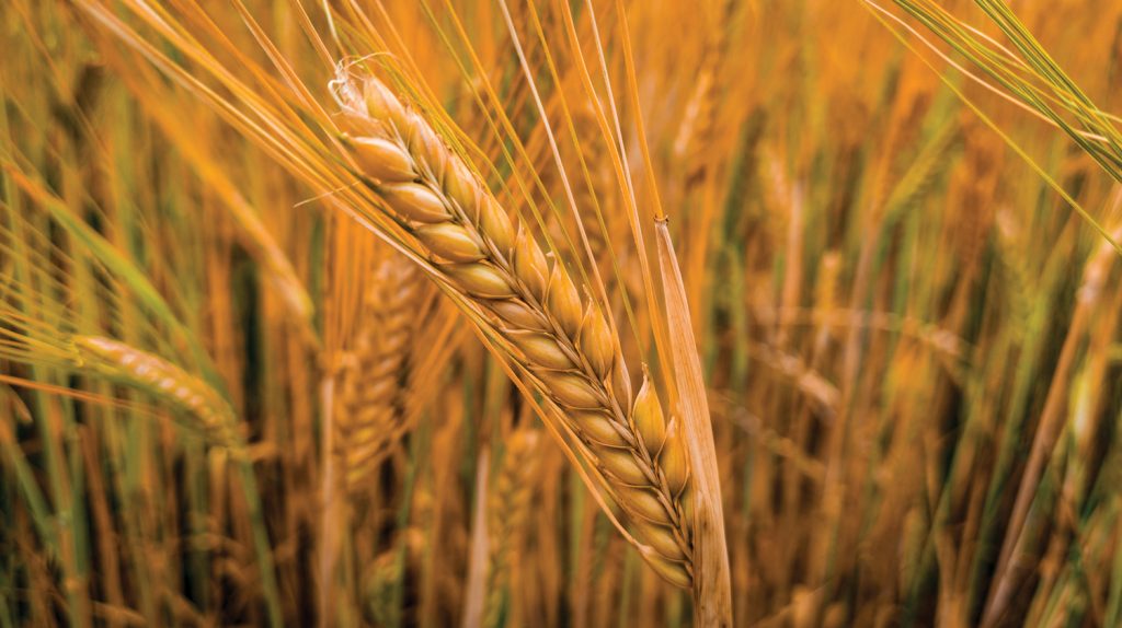 SEEDING RATE as a strategic agronomic decision