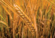 SEEDING RATE as a strategic agronomic decision