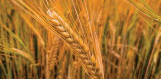 SEEDING RATE as a strategic agronomic decision