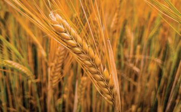 SEEDING RATE as a strategic agronomic decision