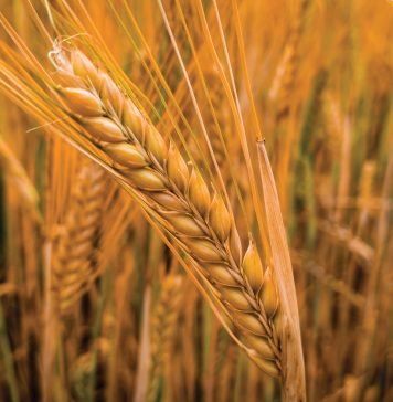 SEEDING RATE as a strategic agronomic decision