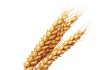 Whole genome sequences promise new insight for barley industry
