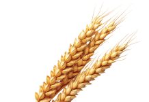 Whole genome sequences promise new insight for barley industry