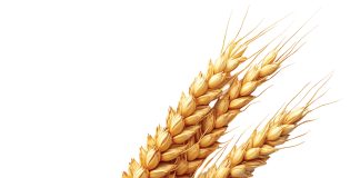 Whole genome sequences promise new insight for barley industry