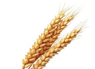 Whole genome sequences promise new insight for barley industry
