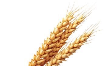 Whole genome sequences promise new insight for barley industry