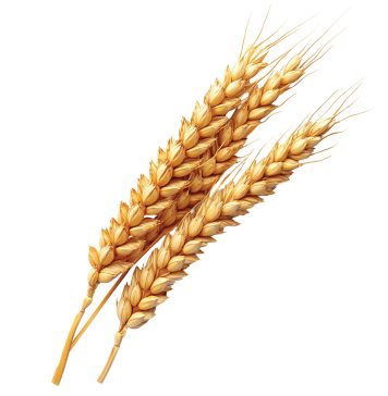 Whole genome sequences promise new insight for barley industry