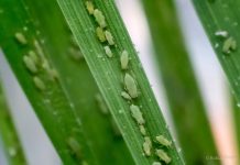 RWA-BIOTIPES kom hiér voor in 2025