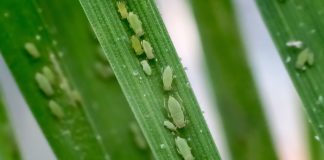 RWA-BIOTIPES kom hiér voor in 2025