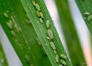 RWA-BIOTIPES kom hiér voor in 2025