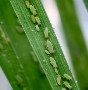 RWA-BIOTIPES kom hiér voor in 2025