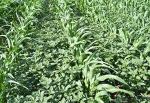 Amaranthus-soorte in SA: registrasie van onkruiddoders en onkruidweerstand