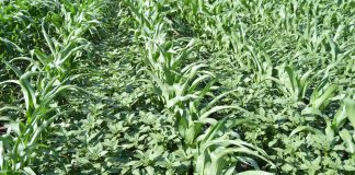 Amaranthus-soorte in SA: registrasie van onkruiddoders en onkruidweerstand