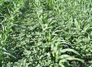 Amaranthus-soorte in SA: registrasie van onkruiddoders en onkruidweerstand