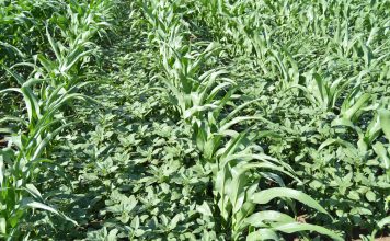 Amaranthus-soorte in SA: registrasie van onkruiddoders en onkruidweerstand