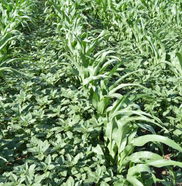 Amaranthus-soorte in SA: registrasie van onkruiddoders en onkruidweerstand