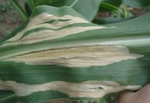 The big five maize leaf diseases: identification and management