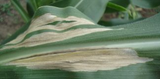 The big five maize leaf diseases: identification and management