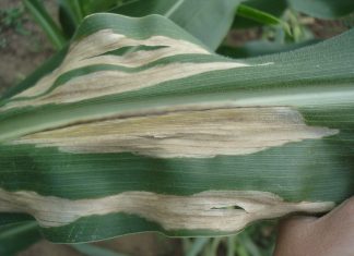 The big five maize leaf diseases: identification and management