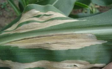 The big five maize leaf diseases: identification and management