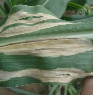 The big five maize leaf diseases: identification and management