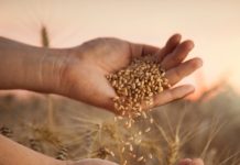 Saadpryse op wintergrane – SÓ LYK 2026-PRYSE