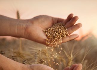 Saadpryse op wintergrane – SÓ LYK 2026-PRYSE