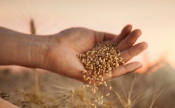 Saadpryse op wintergrane – SÓ LYK 2026-PRYSE