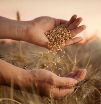 Saadpryse op wintergrane – SÓ LYK 2026-PRYSE