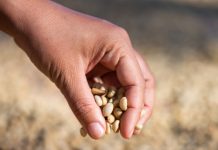 Nuwe genetika op pad, sê saadmaatskappye