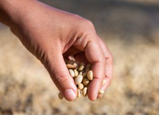 Nuwe genetika op pad, sê saadmaatskappye