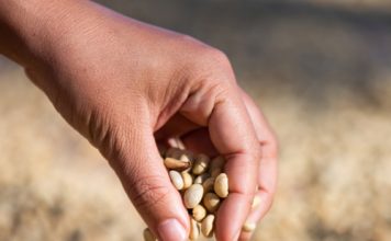 Nuwe genetika op pad, sê saadmaatskappye