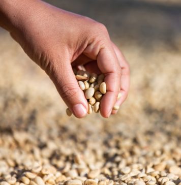 Nuwe genetika op pad, sê saadmaatskappye