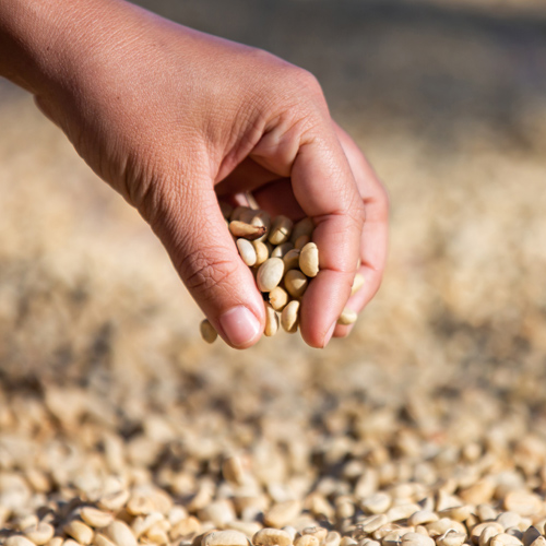 Nuwe genetika op pad, sê saadmaatskappye