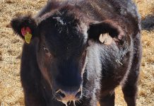 FOOT AND MOUTH DISEASE: basics every producer should know