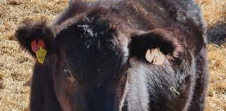FOOT AND MOUTH DISEASE: basics every producer should know