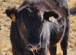 FOOT AND MOUTH DISEASE: basics every producer should know