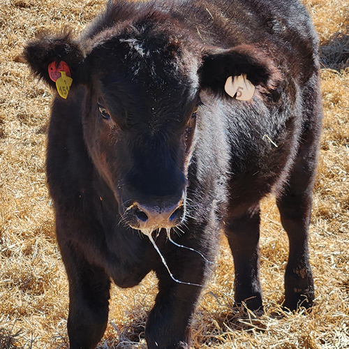 FOOT AND MOUTH DISEASE: basics every producer should know