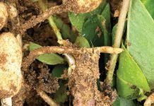 S. rolfsii steeds moeilik om te beheer op verskeie gewasse