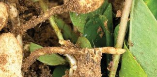 S. rolfsii steeds moeilik om te beheer op verskeie gewasse