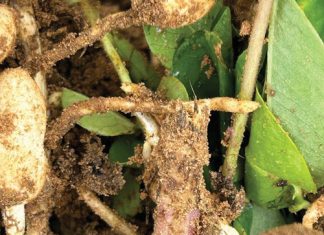 S. rolfsii steeds moeilik om te beheer op verskeie gewasse