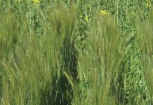 Koringproduksie in die Wes-Kaap – wat is die situasie?