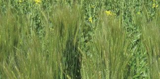 Koringproduksie in die Wes-Kaap – wat is die situasie?
