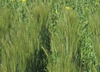 Koringproduksie in die Wes-Kaap – wat is die situasie?