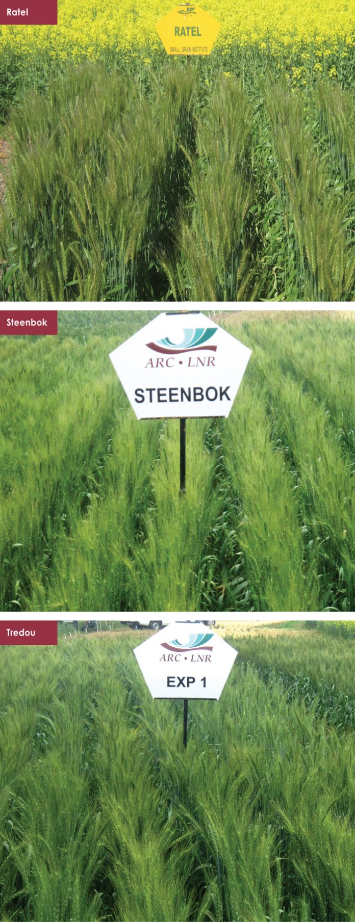 Koringproduksie in die Wes-Kaap – wat is die situasie? - SA Grain