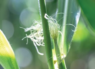 Dít is hoeveel mielies DAAR NOU EINTLIK IS