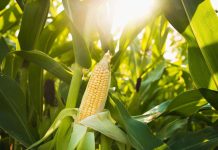 Die effek van oorlog OP INSETPRYSE